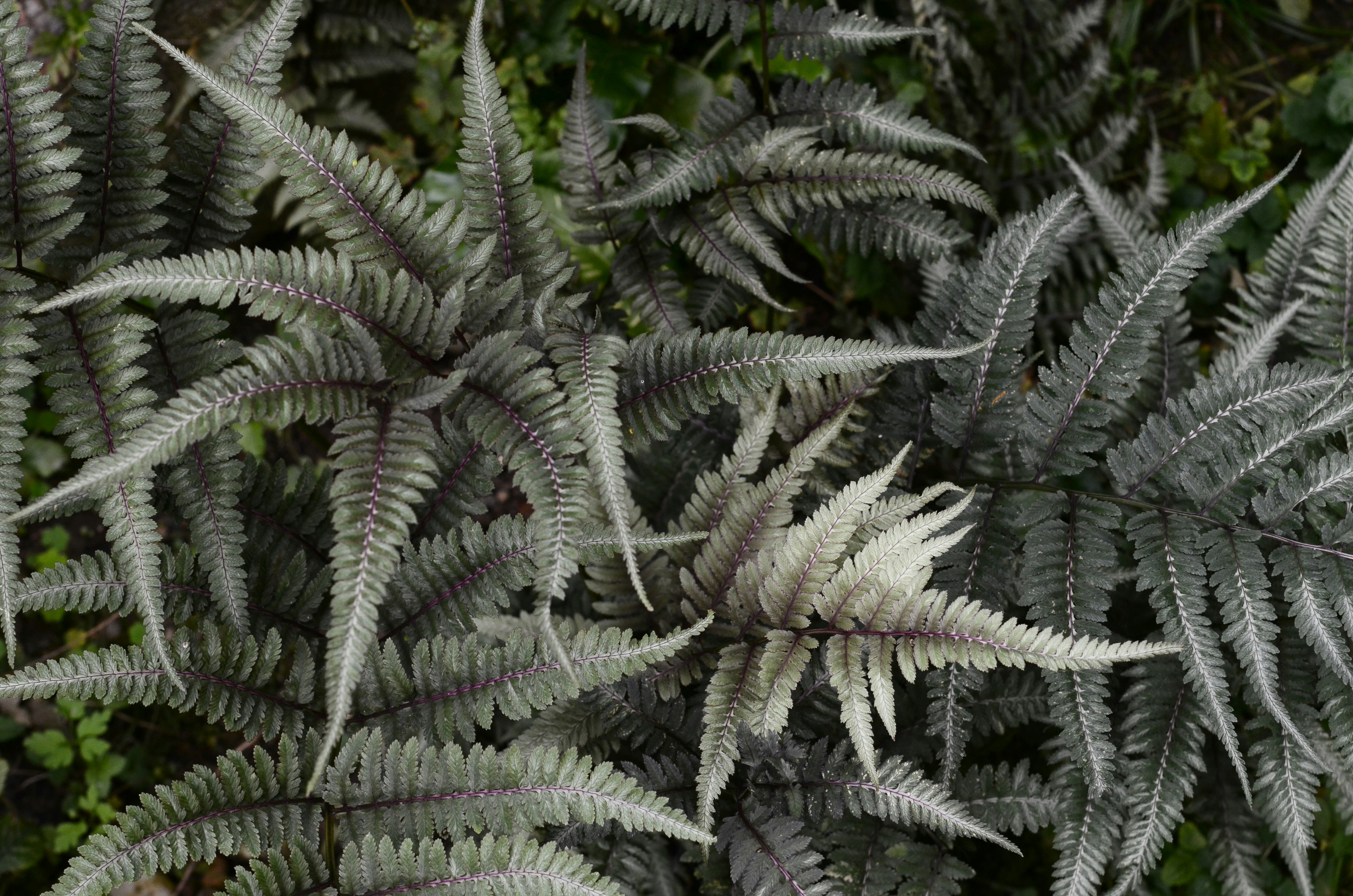 green leafed plants